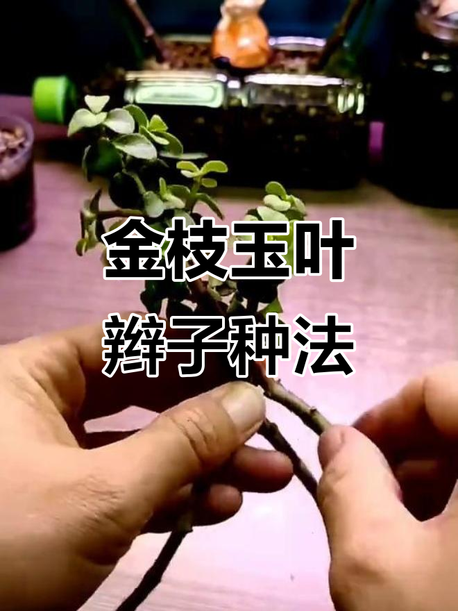金枝玉叶辫子造型种植技巧,轻松打造多肉盆景