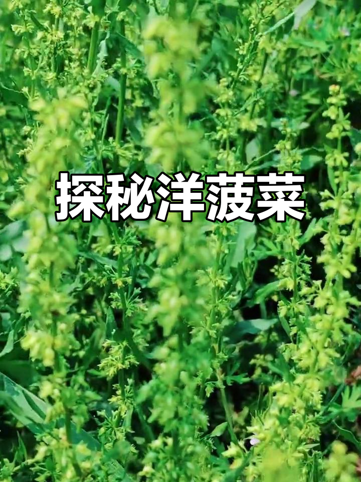 洋菠菜的秘密，你了解吗？