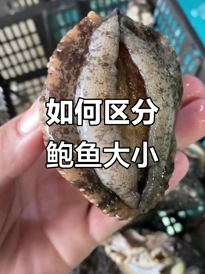 鲍鱼大小怎么分？从几头到一斤能称几个，全搞懂！