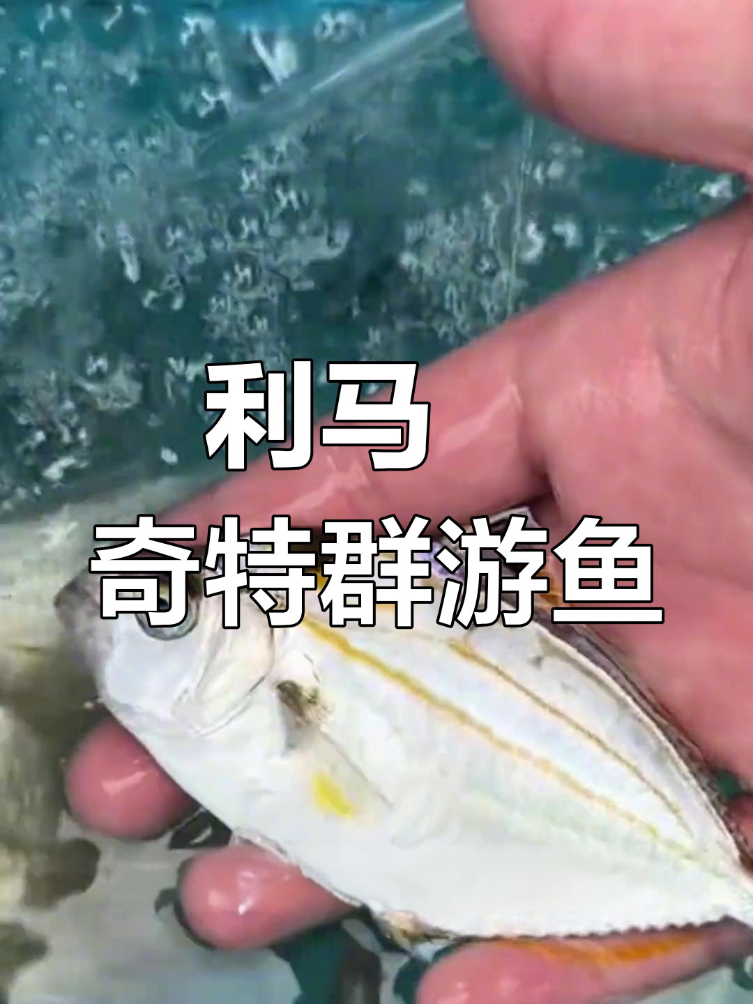热带群游鱼,嘴巴能变管子吸食,你见过吗?