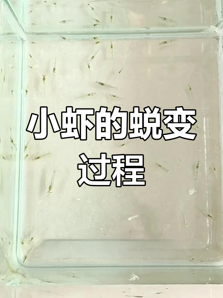 野生河虾五个月成长记录