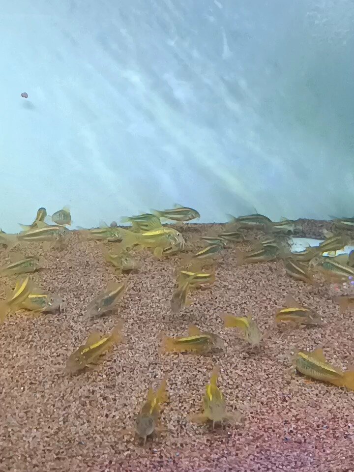 南美底栖异型金线金鼠鱼