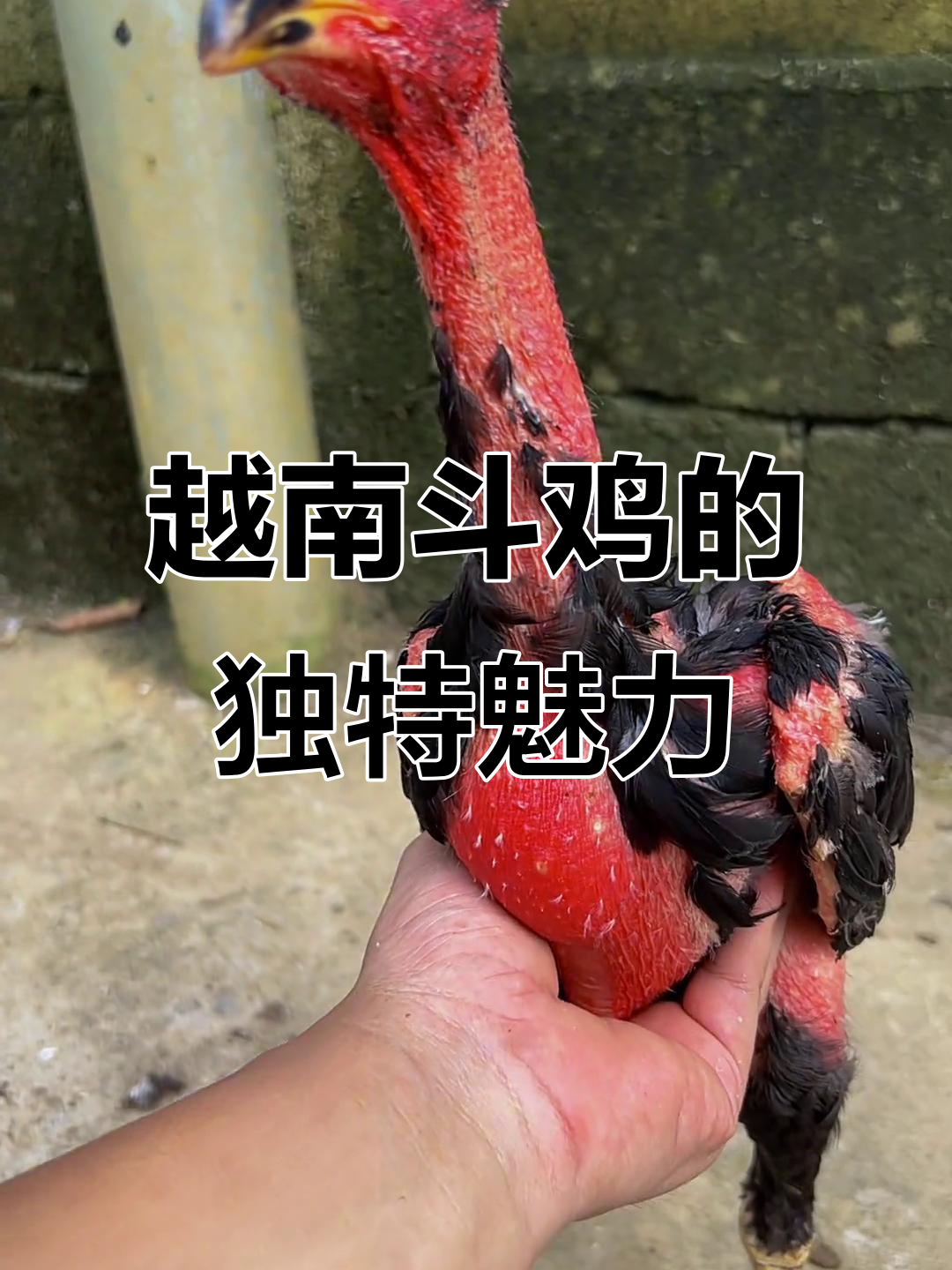 越南斗鸡:凤爪金翅,神秘力量不容忽视