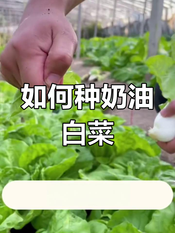 奶油小白菜的种植技巧