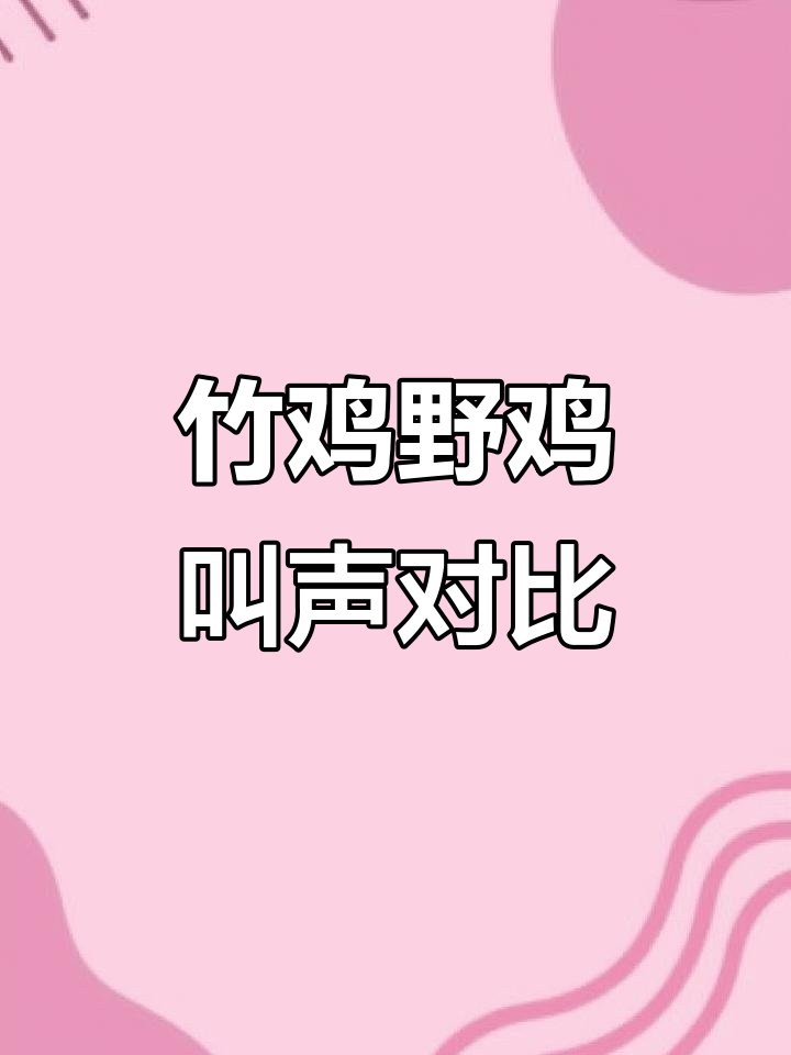 户外竹鸡与野鸡的叫声大比拼,冲堂音震撼来袭