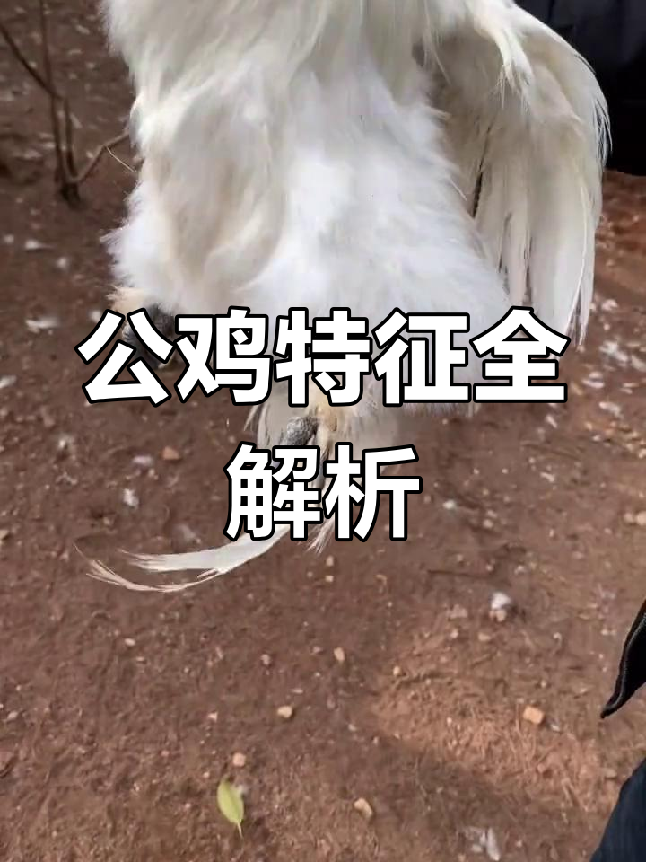 泰和乌鸡公鸡揭秘:独特五爪大脚,冠型与母鸡不同