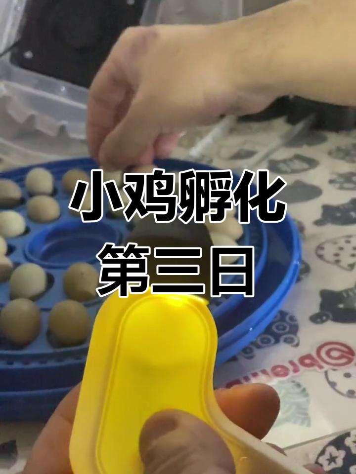 孵化小鸡第三天:血丝观察与标记