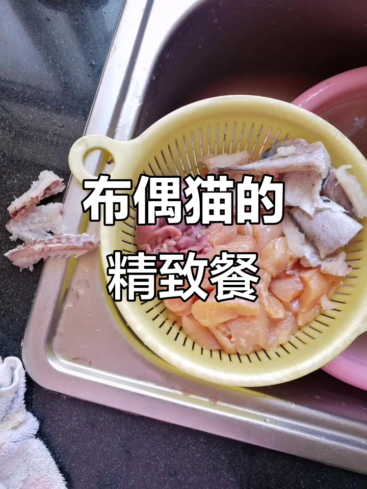 每天为布偶猫精心准备20元食谱,零食罐头全免