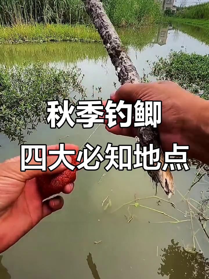 立秋后鱼藏哪儿？这四个位置钓鱼最容易成功