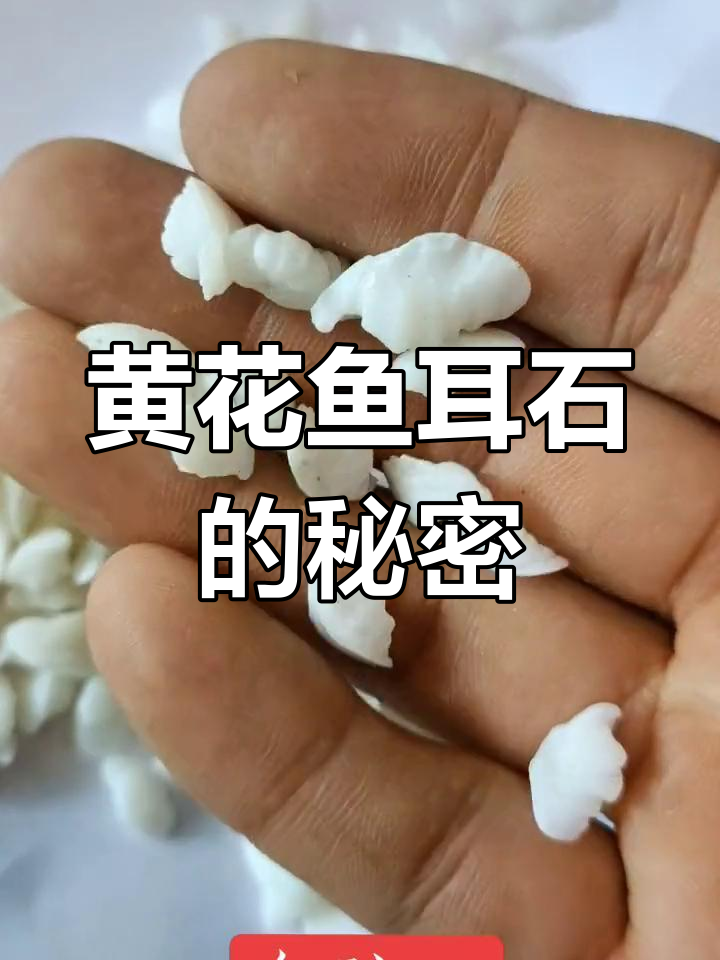 鱼脑石:黄花鱼的珍贵饵食,价格不菲