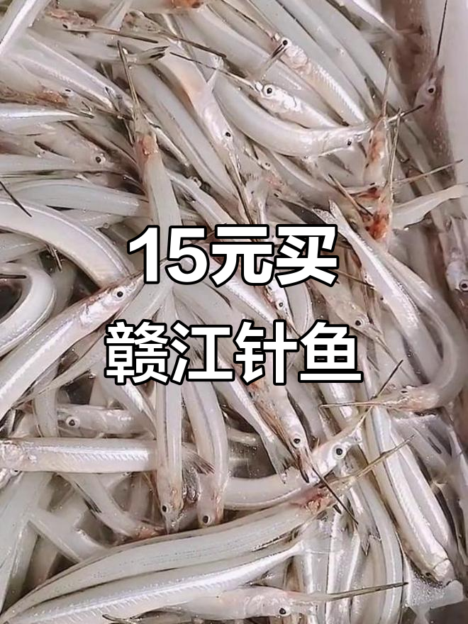 赣江野生针鱼,15元一斤超值美味