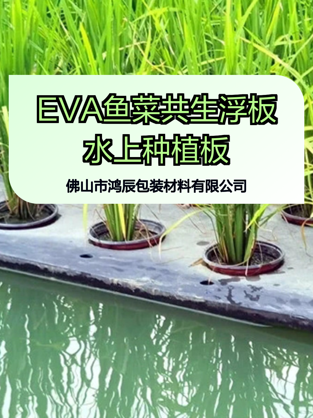 EVA鱼菜共生浮板水上种植板