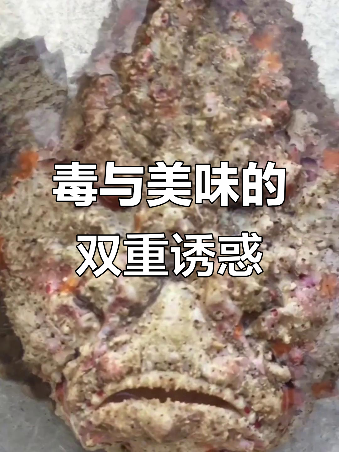 石头鱼外形奇特,毒性强烈却美味无比,营养丰富