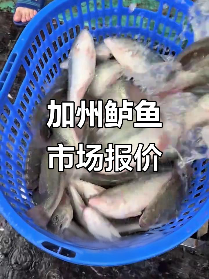 10月10日加州鲈鱼价格行情，一手信息大揭秘
