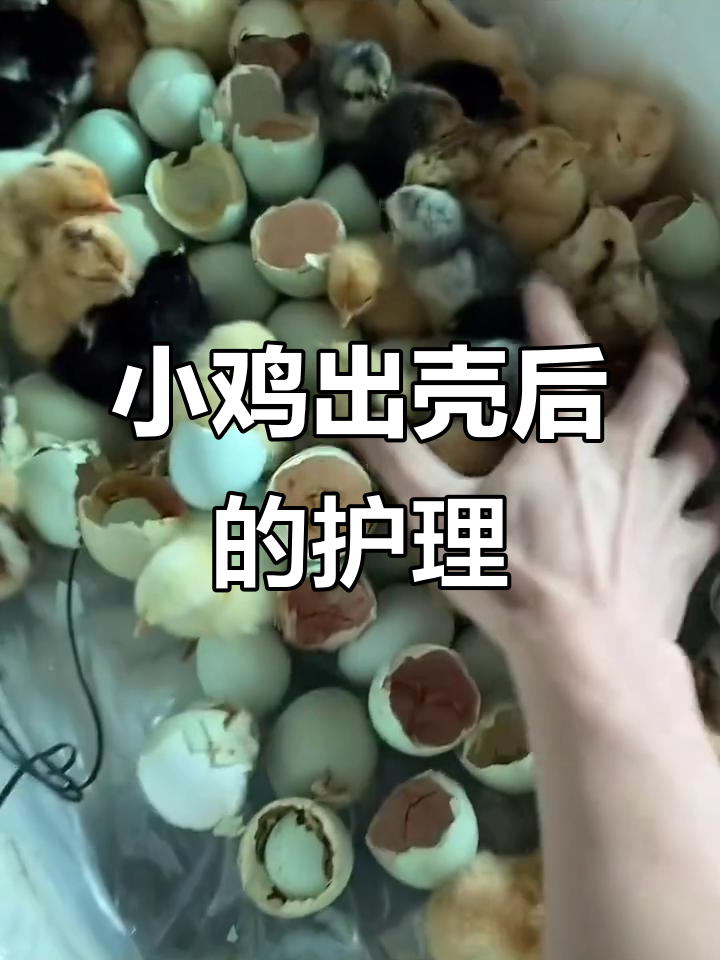 小鸡出壳后如何正确保温与喂药,避免生病