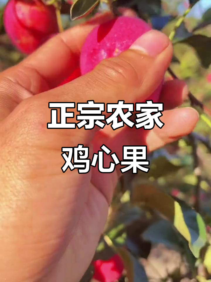 东北农家鸡心果,紫红脆甜多汁,秋季糖心美味