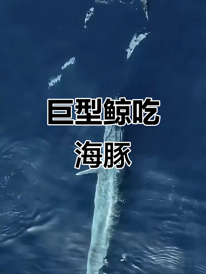 鲸鱼捕食海豚,血盆大口瞬间吞下猎物