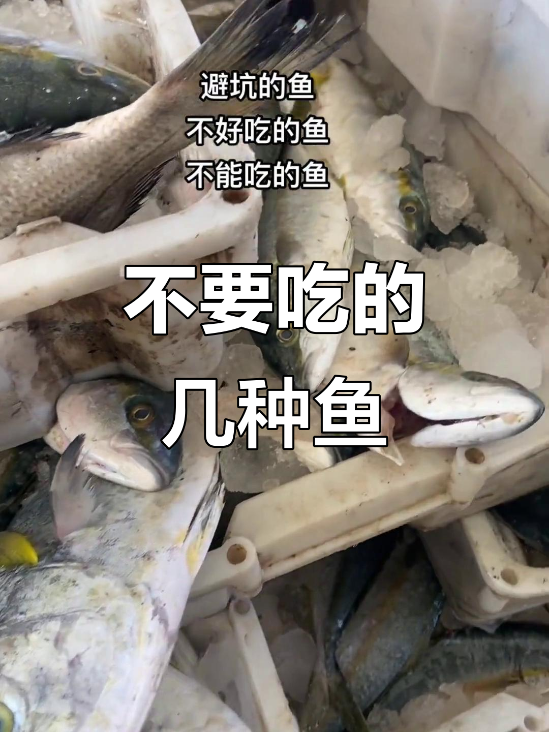 这些鱼不好吃,别轻易尝试