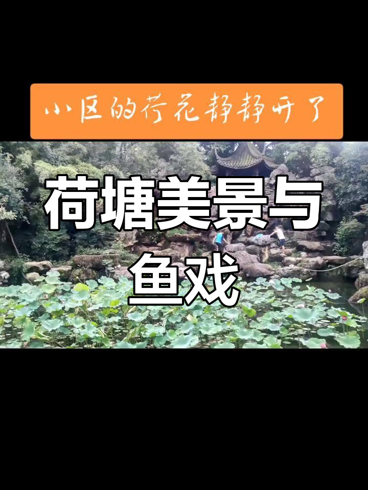荷花悄然绽放又凋谢,鱼儿水中游动成趣