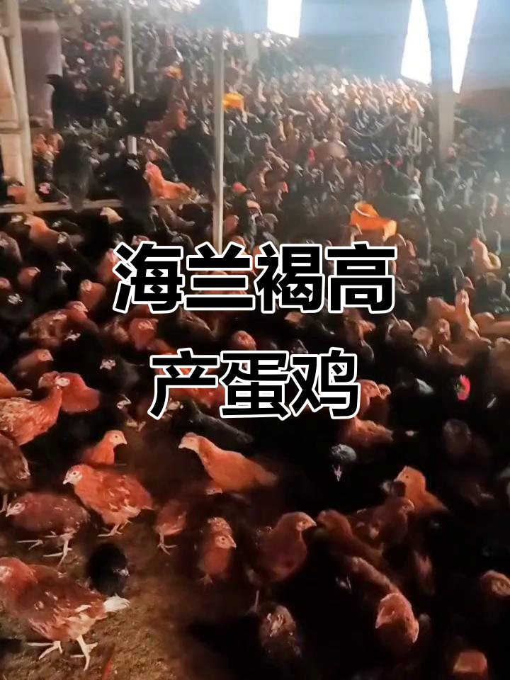 如东亚峰养鸡场:海兰褐蛋鸡产蛋率惊人,五黑G也已上市