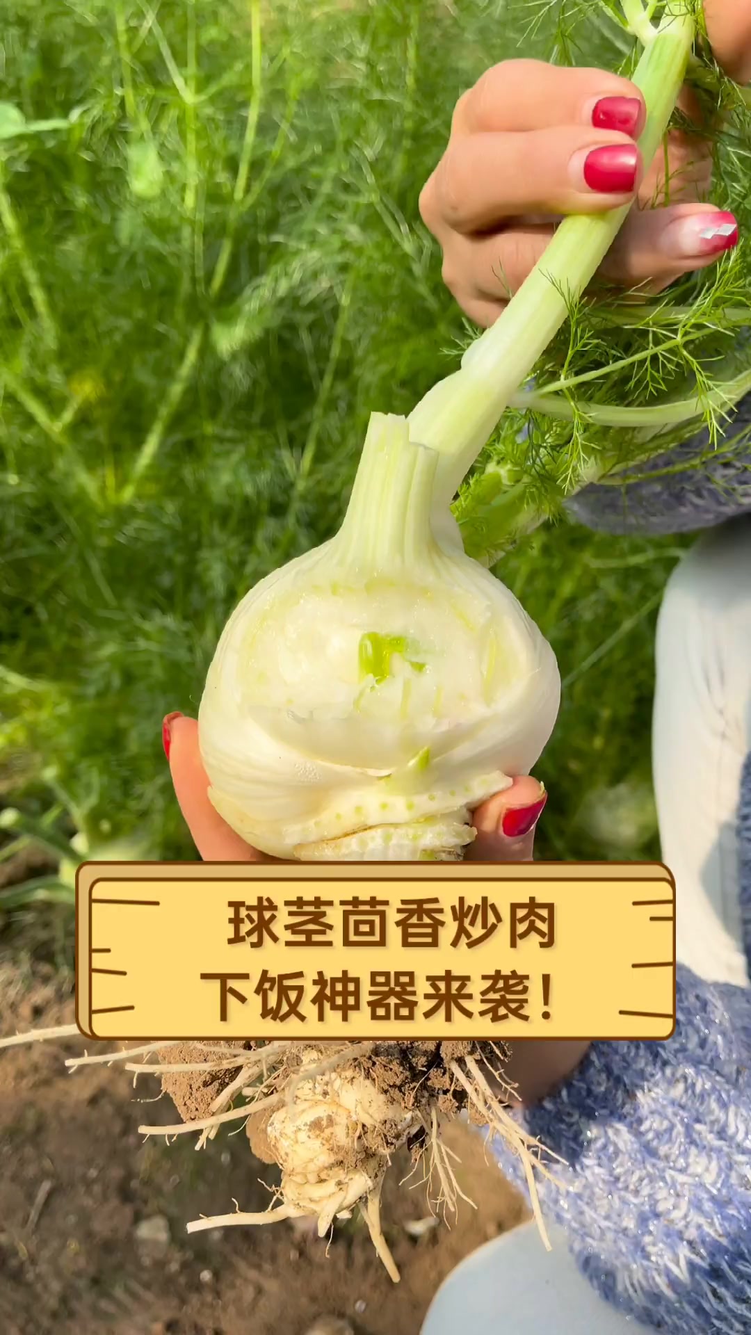 球茎茴香炒肉,下饭神器来袭!