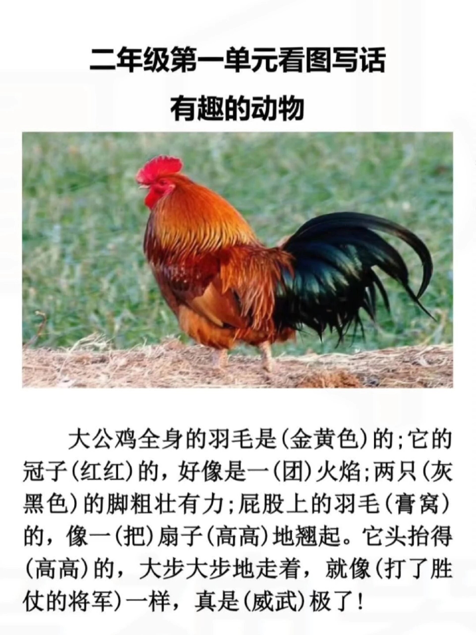 优秀作文《大公鸡》