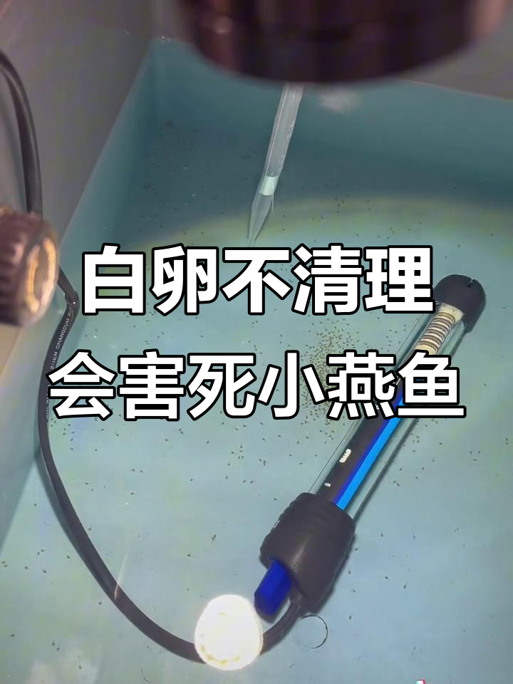燕鱼繁殖期白卵清理技巧,避免小鱼死亡