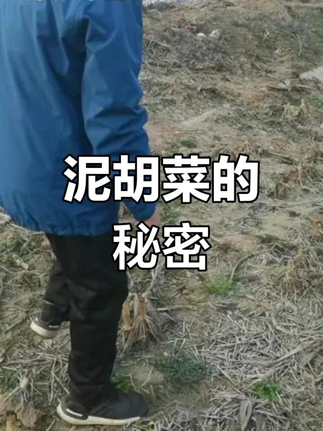 泥胡菜,别名石灰草或剪刀菜,了解它的药用价值