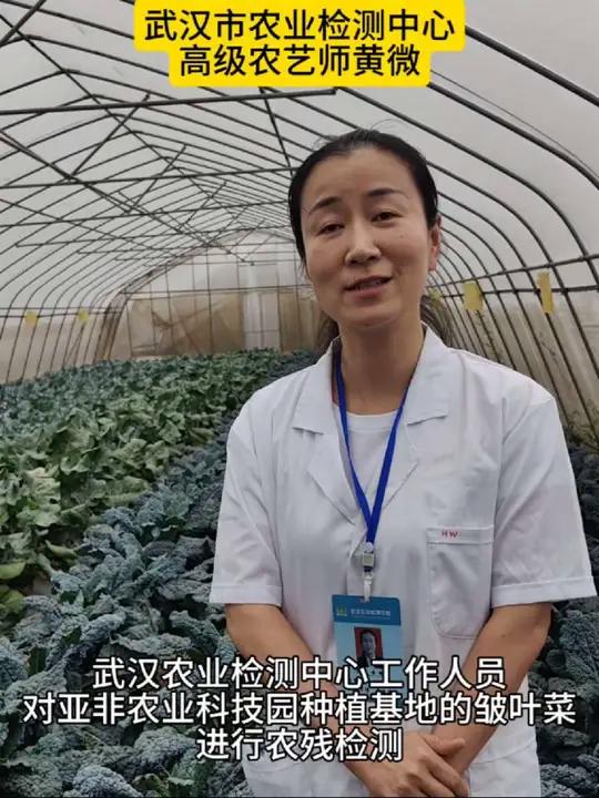 擦亮汉产蔬菜“新名片”,武汉农业部门为新晋“顶流”蔬菜亚非万连青皱叶菜“上门体检”