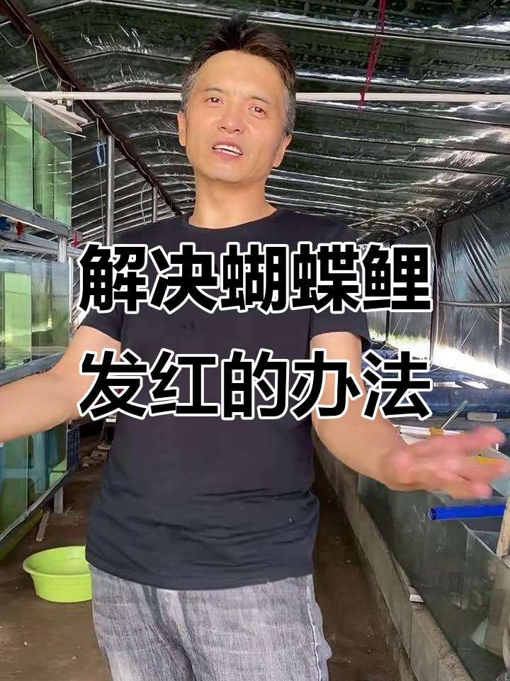 蝴蝶鲤发红充血原因及治疗方法,轻松搞定!