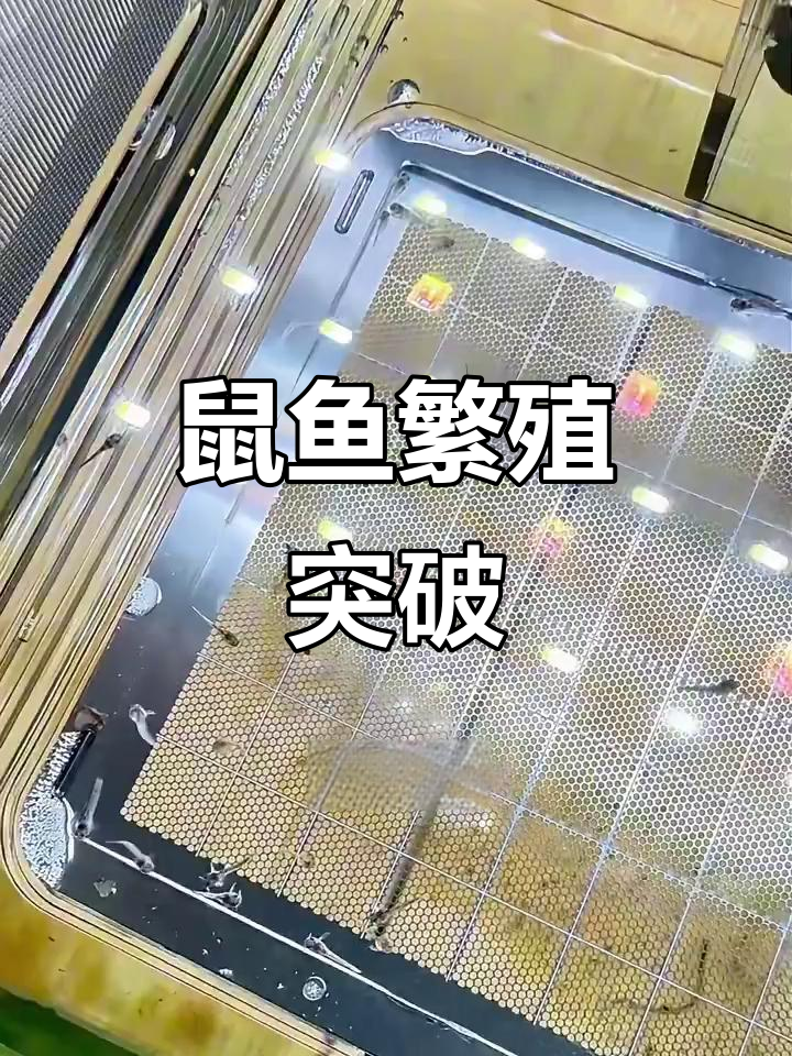 鼠鱼繁殖难题,三种方法尝试后终于找到靠谱解决方案!
