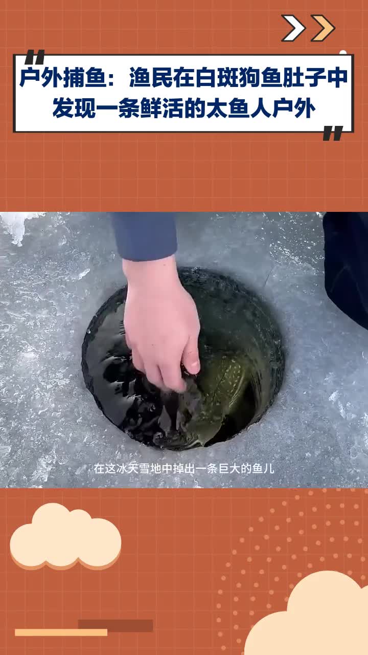 户外捕鱼!渔民竟从白斑狗鱼肚中发现鲜活太鱼