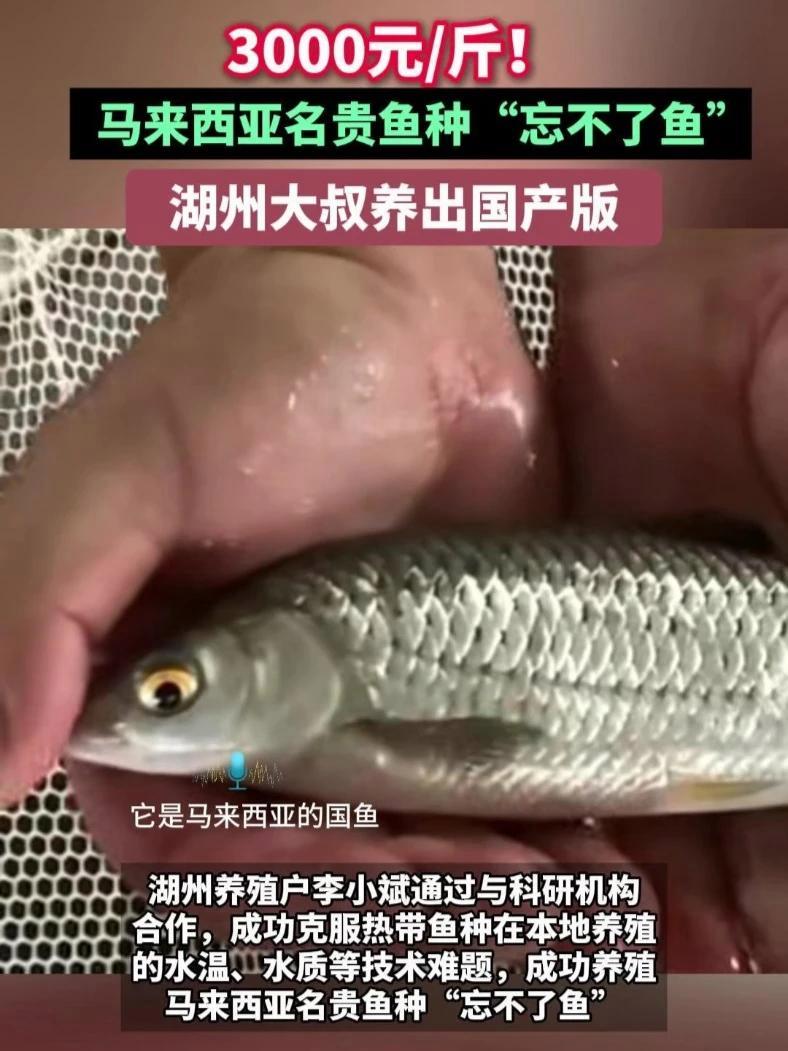 3000元/斤直接“骨折价”80元/斤!马来西亚名贵鱼种“忘不了鱼”,湖州大叔养出国产版!
