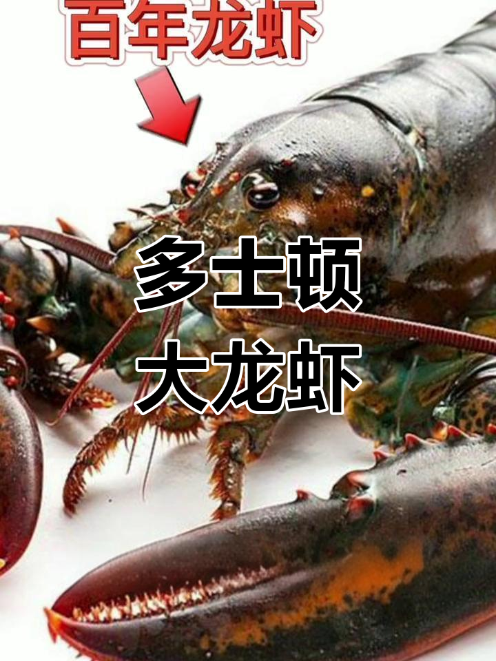 世界上最大的龙虾品种揭秘