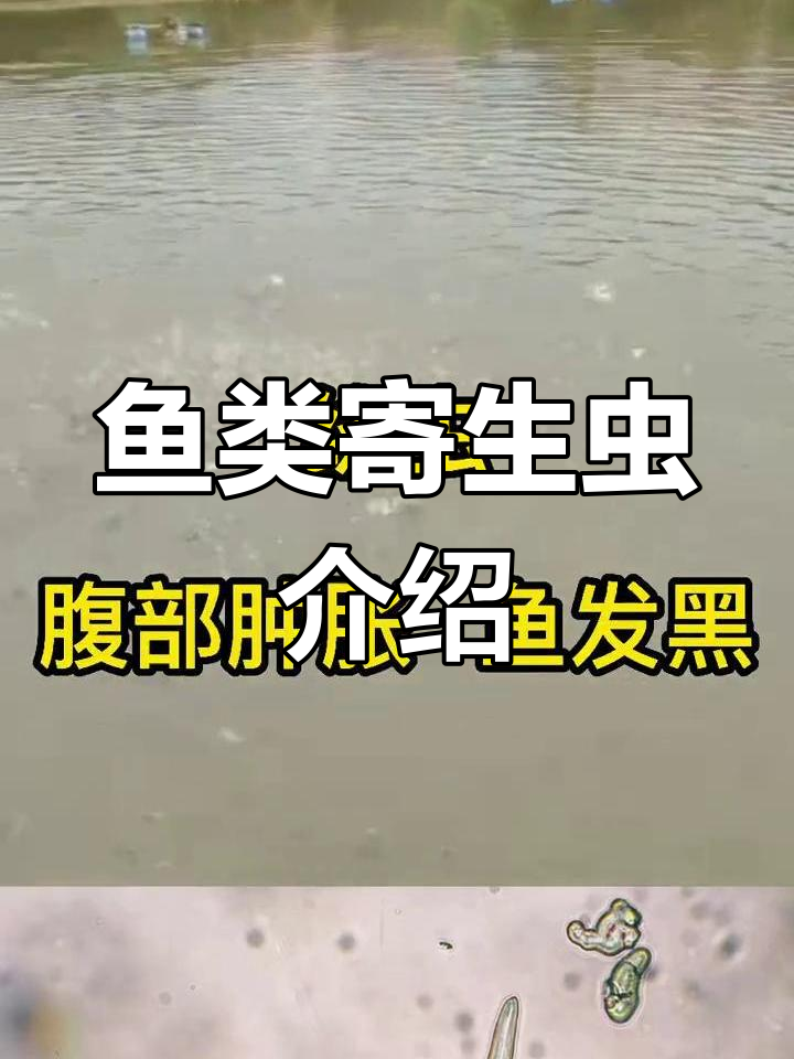 常见鱼类寄生虫识别与危害