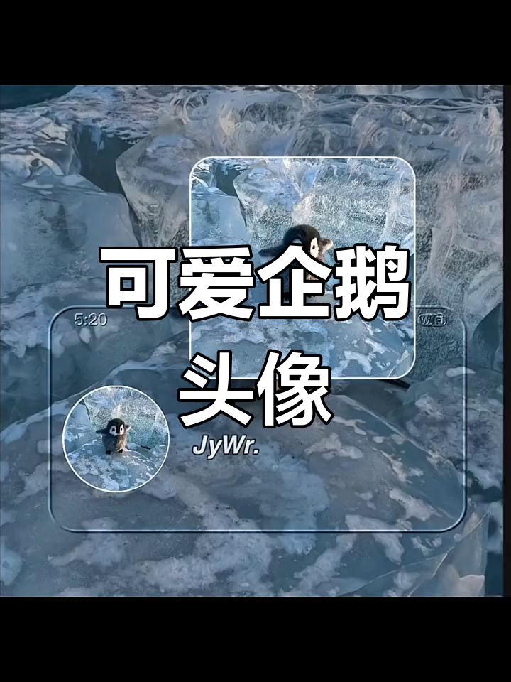 萌宠企鹅治愈系女生头像