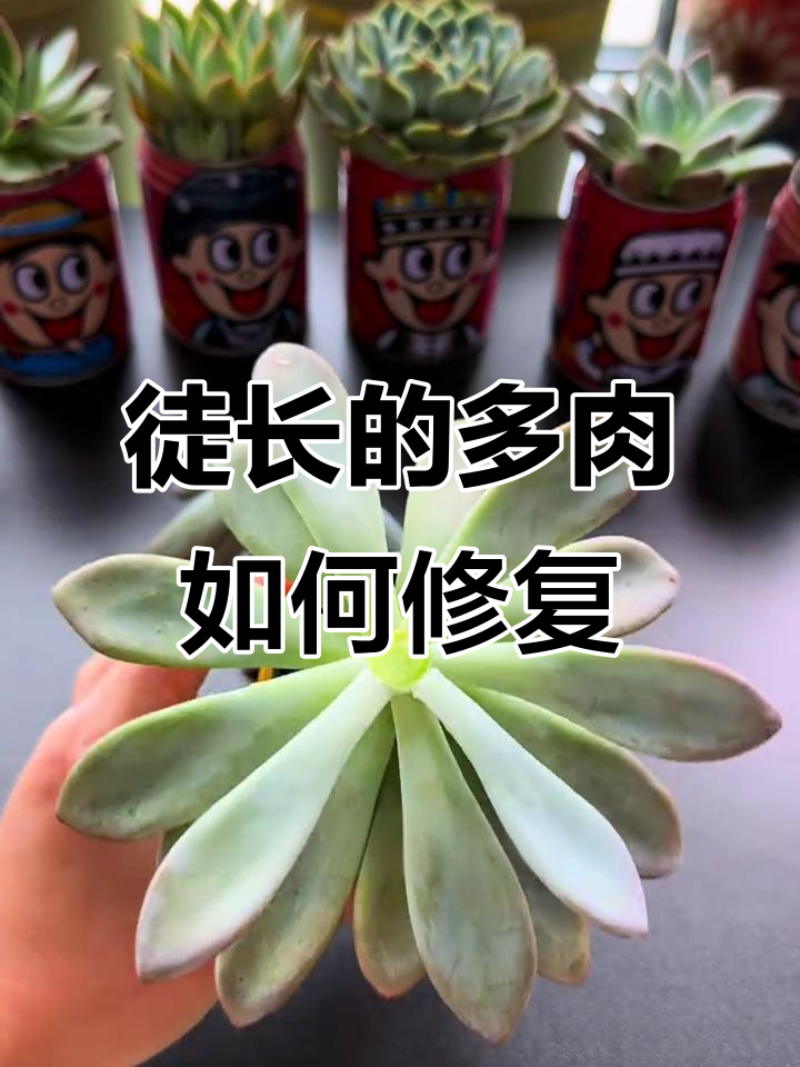 多肉植物徒长怎么办?这样处理效果惊人!