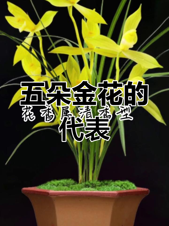春见五朵金花之首