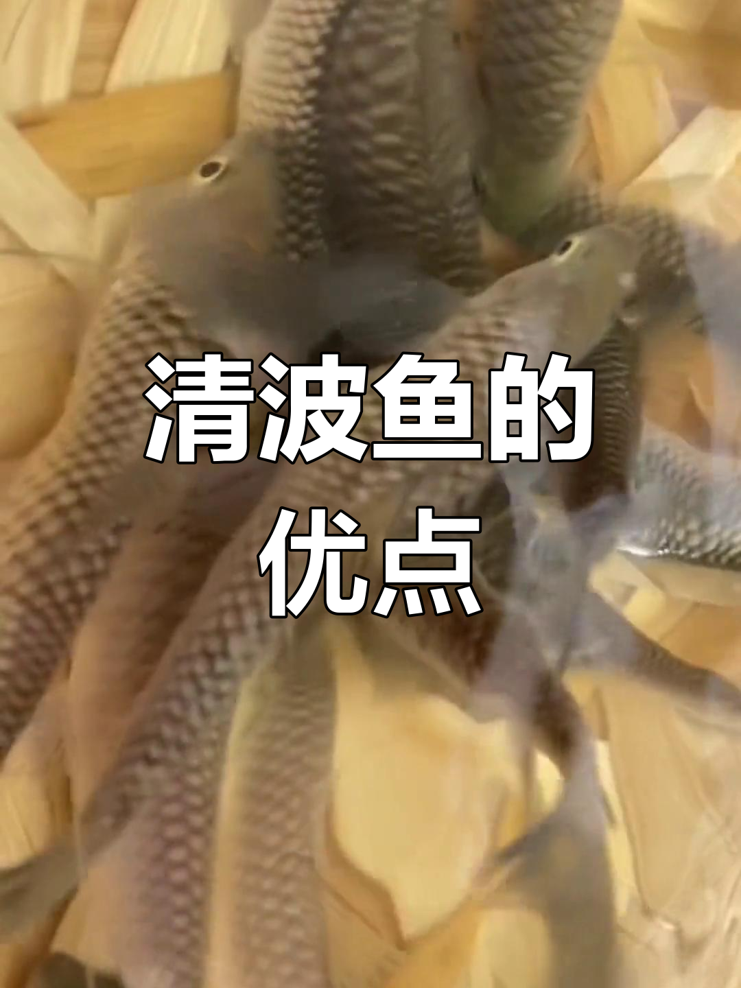清波鱼,草食为主,生长慢但易养,市场价格高