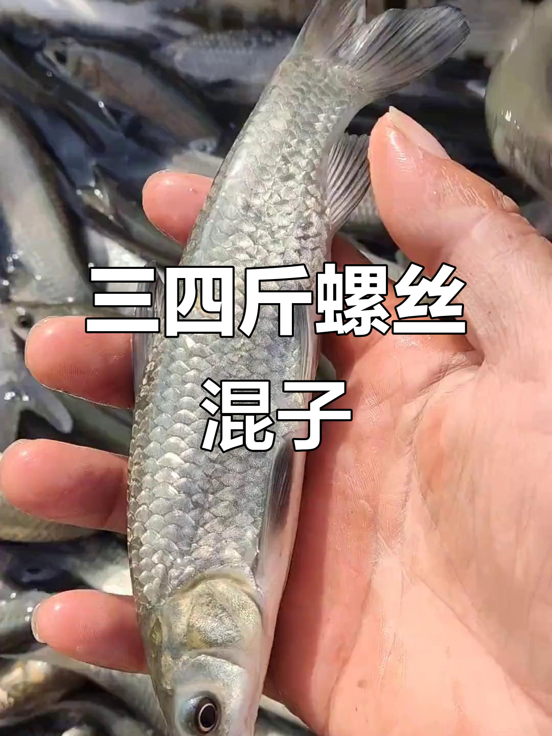 螺丝混子养殖,三四个一斤的效益如何?