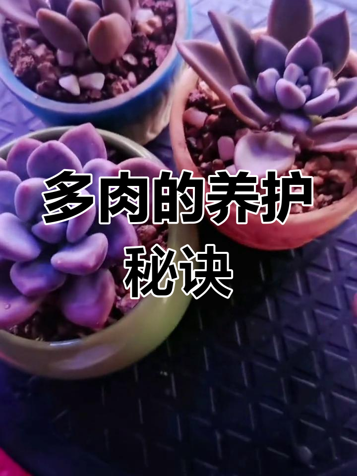 如何让多肉植物从软弱变强壮?控水技巧大公开
