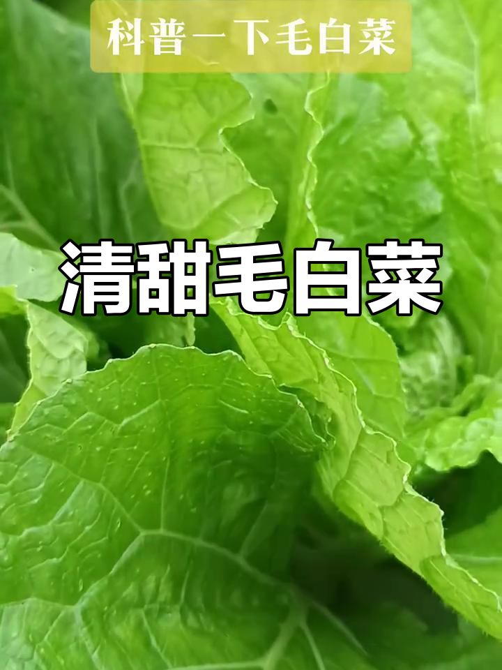 纯天然毛白菜,乡村田园的清新美味