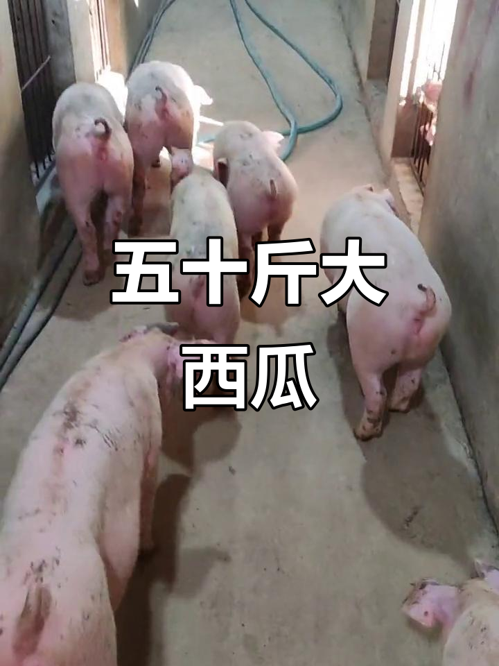 西瓜五十斤,老班长带你抢货!