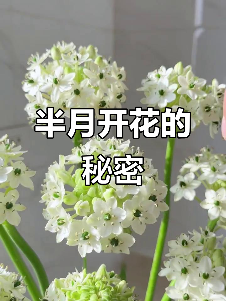 天鹅绒鲜切花养护秘诀,开花半个月惊艳不已