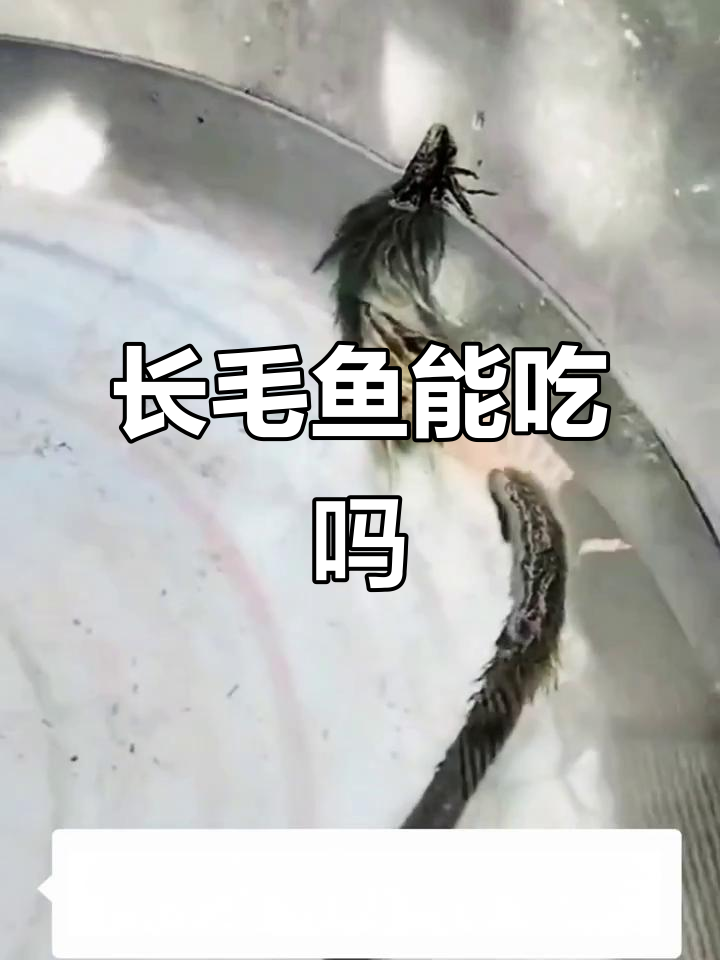 钓到一条长毛鱼，能吃吗？看起来好奇怪