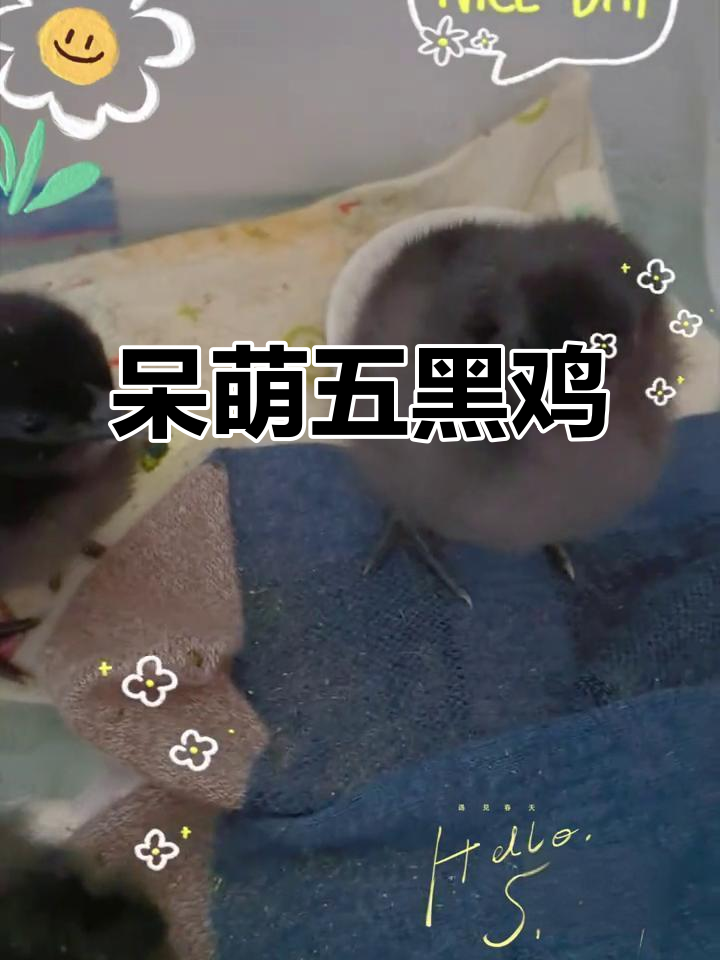五黑鸡太可爱了,快快长大下蛋吧!