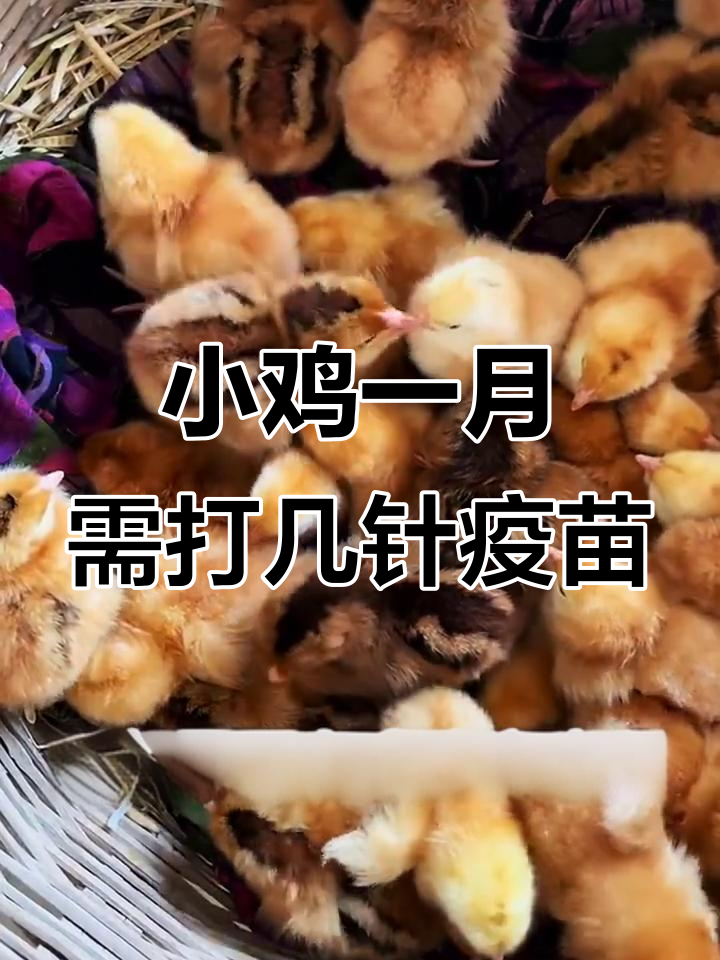 小鸡头一个月疫苗接种全攻略,这些疾病必须防范
