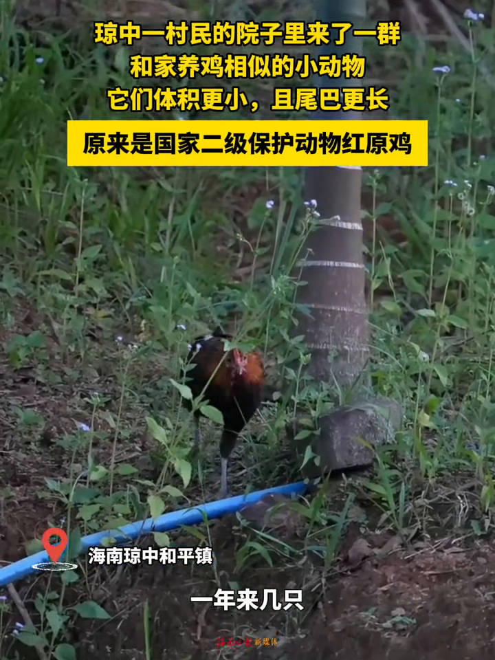 似鸡却非鸡这种国家二级保护动物是______?