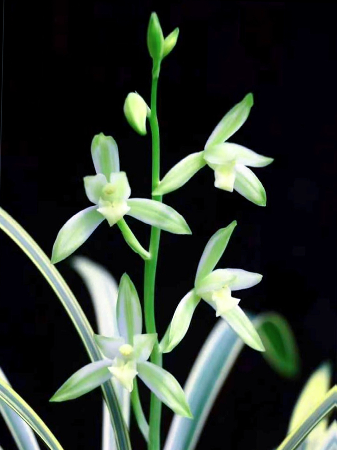建兰三明鱼枕——色花双全