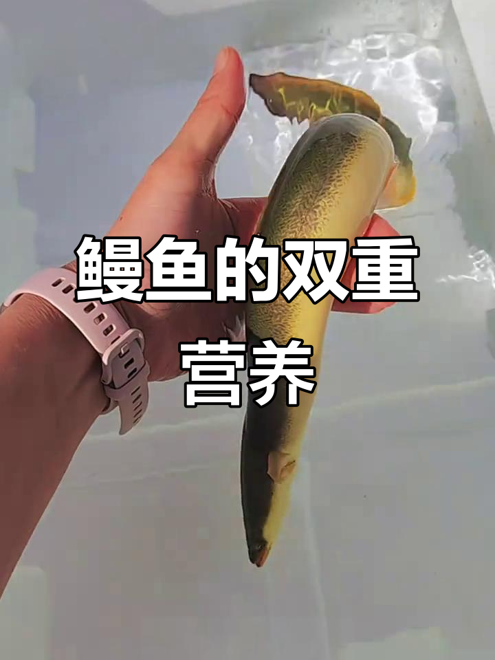 鳗鱼富含钙质与胶原蛋白,营养丰富